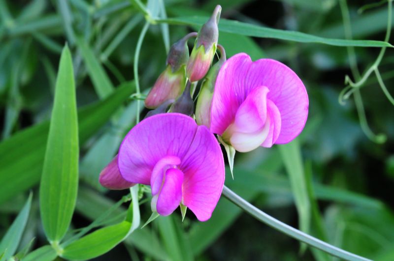 Lathyrus sylvestris / Cicerchia silvestre